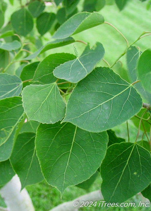 Closeup of green leaves.