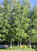 Prairie Gold Aspen planted in a grouping near a driveway.