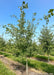 A row of Prairie Gold Aspen in the nursery with white trunks and green leaves. 