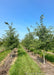 Two rows of Prairie Gold Aspen in the nursery with white trunks and green leaves. 