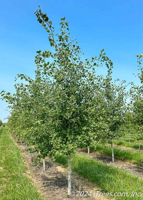 A row of Prairie Gold Aspen in the nursery with white trunks and green leaves. 