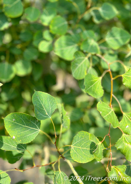 Closeup of bright green leaves.