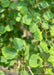 Closeup of bright green leaves.