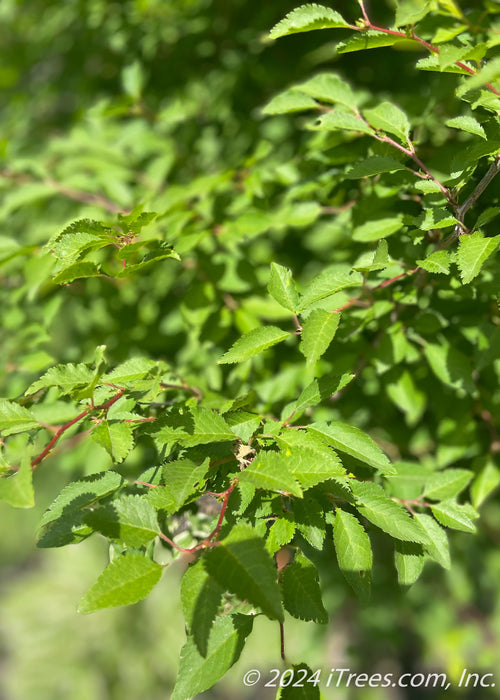 Closeup of small serrated green leaves with red stems.