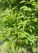 Closeup of small serrated green leaves with red stems.