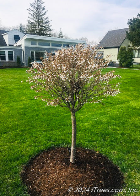 Little Twist Cherry in bloom, planted in a backyard.