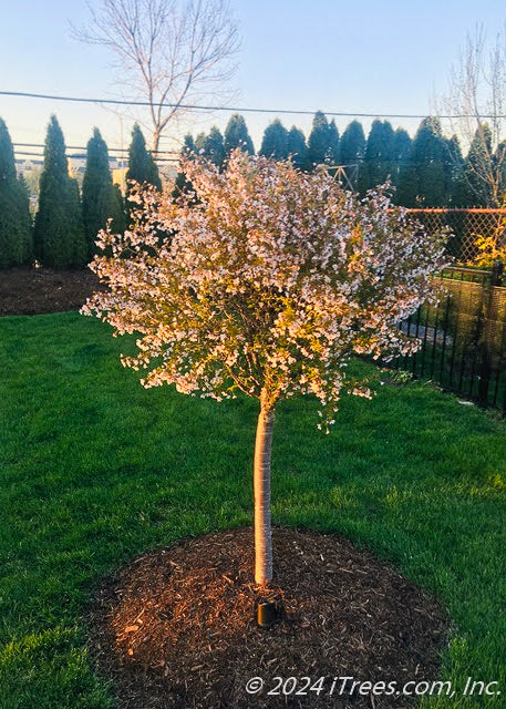 Little Twist Cherry in bloom planted in a backyard.