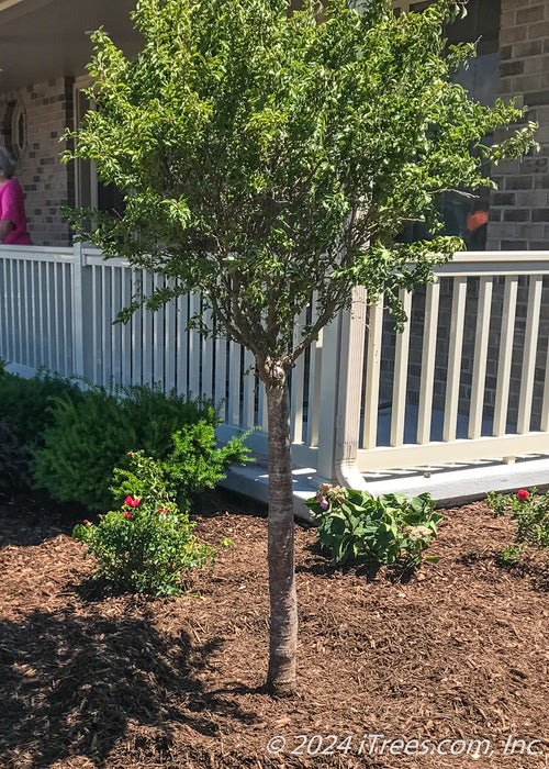 Closeup of Little Twist Cherry with green leaves and stout greyish-brown trunk, planted in a landscape bed near a porch.