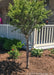 Closeup of Little Twist Cherry with green leaves and stout greyish-brown trunk, planted in a landscape bed near a porch.