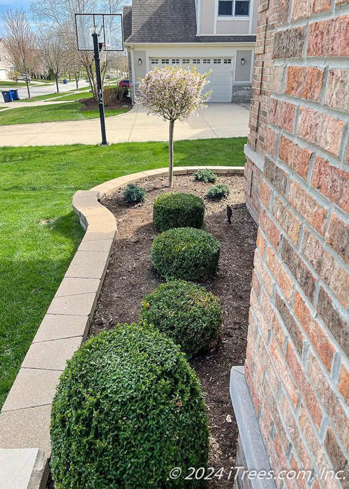 A Little Twist Cherry planted in a front landscape bed within a retaining wall, seen in bloom with small pinkish-white flowers.