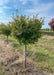 Little Twist Cherry in the nursery showing lollipop shaped canopy of green leaves. Grass strips between rows of trees, with blue skies in the background.