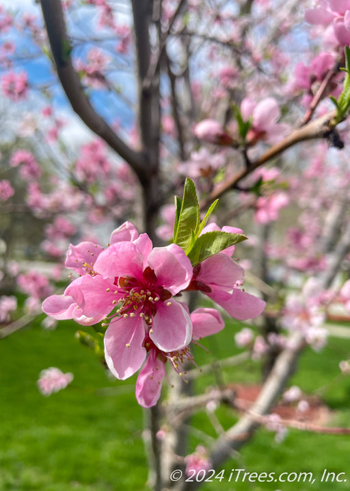 Closeup of pink flower and green leaves.