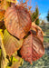 Closeup of reddish-brown leaves.