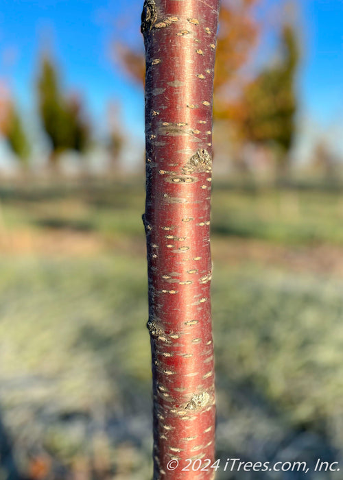 Closeup of shiny reddish-brown trunk.