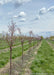 A row of Pink Flair Cherry in bloom at the nursery.