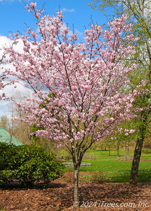 Pink Flair Cherry in bloom.