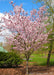 Pink Flair Cherry in bloom.