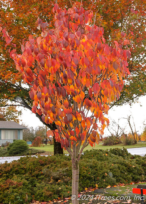 Pink Flair in fall with red-orange fall color.