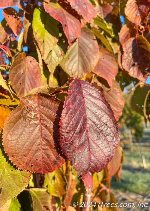 Closeup of shiny red leaf.