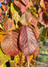 Closeup of shiny red leaf.