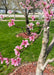 Closeup of a branch with pink flowers.