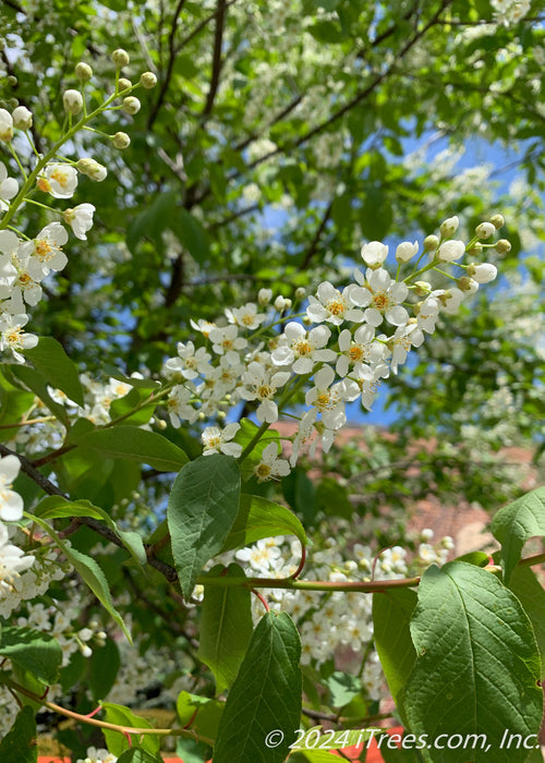 Canada Red Chokecherry