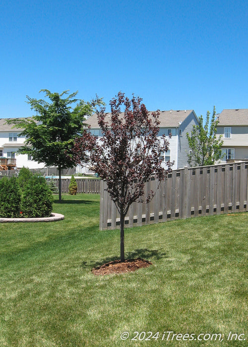 Canada Red Chokecherry