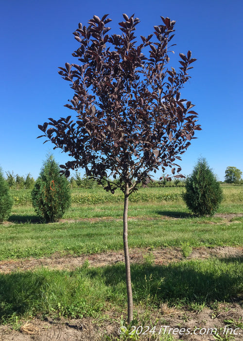 Canada Red Chokecherry