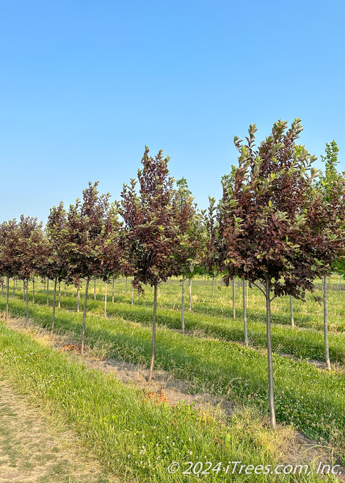 Canada Red Chokecherry