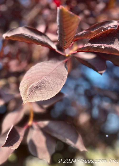 Canada Red Chokecherry