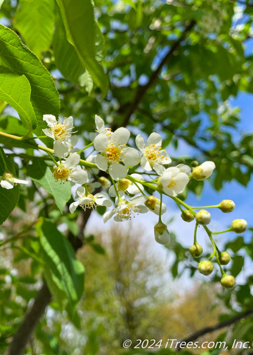 Canada Red Chokecherry