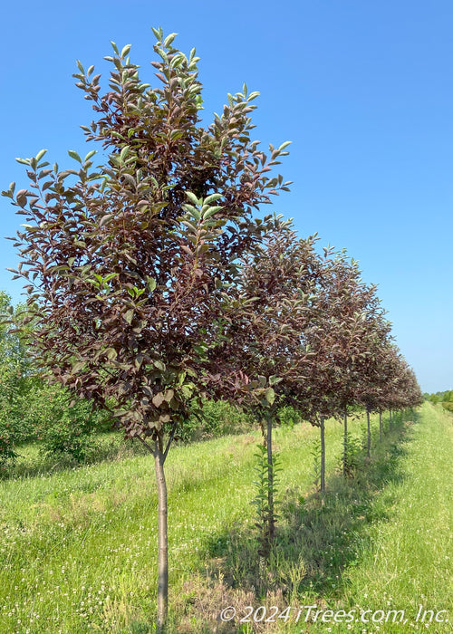 Canada Red Chokecherry