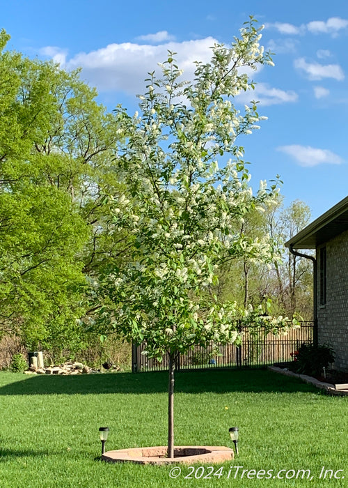 Canada Red Chokecherry