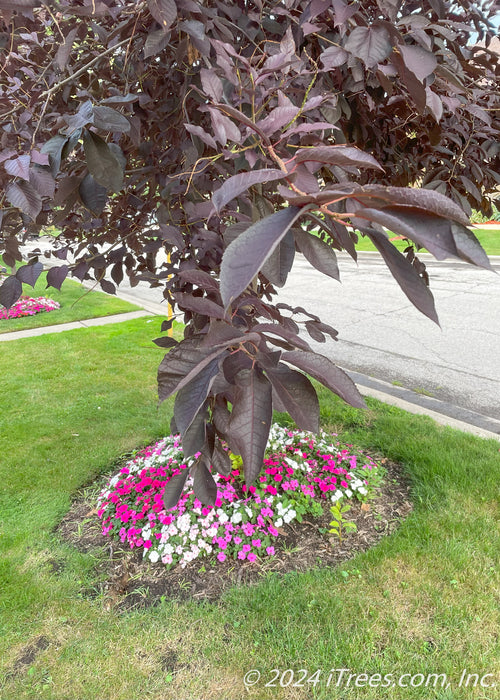 Canada Red Chokecherry