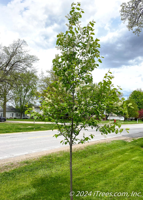 Canada Red Chokecherry