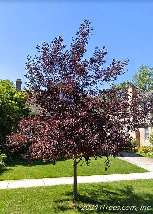 Canada Red Chokecherry