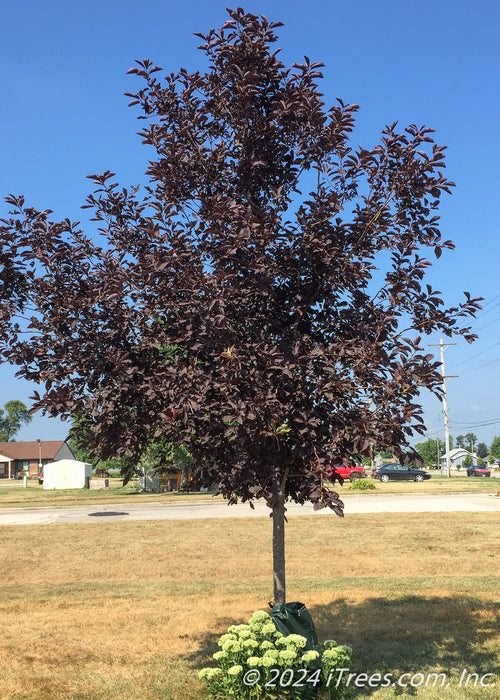 Canada Red Chokecherry