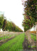 A row of Cleveland Pear grows in the nursery showing transitioning fall color from green to deep red.