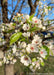 Closeup of shiny green leaves accompanied by crisp white flowers with pink centers.