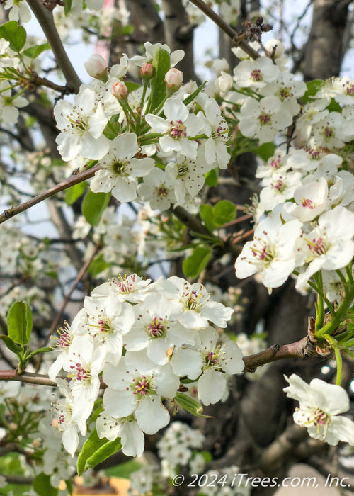 Closeup of crisp white flowers, and shiny green leaves.