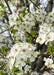 Closeup of crisp white flowers, and shiny green leaves.