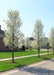 A row of Cleveland Pear planted along a subdivision parkway in full bloom.