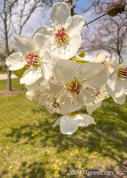 Closeup of crisp white flowers with pink centers.