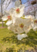 Closeup of crisp white flowers with pink centers.