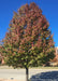 Cleveland Select Ornamental Pear showing transitioning fall color with green at the bottom, moving to dark red at the top.