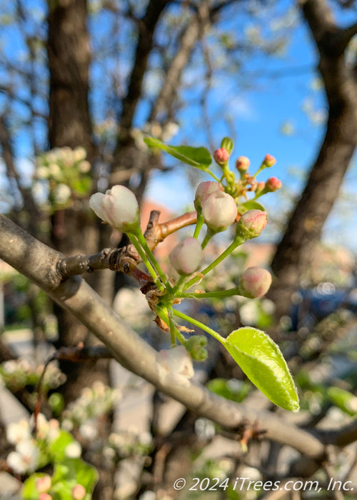 Closeup of small pinkish white buds with newly emerged shiny bright green leaf.