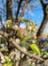 Closeup of small pinkish white buds with newly emerged shiny bright green leaf.