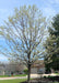 A large Cleveland Pear planted in a front landscape bed beginning to bloom and leaf out.