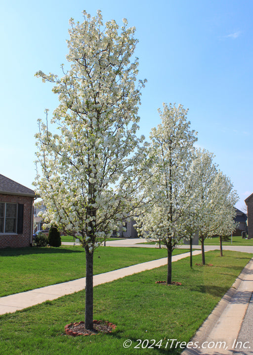 Cleveland Select Ornamental Pear in full bloom, planted in a row of three other trees along a residential parkway.