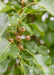 Closeup of ornamental fruit and large shiny green leaves.